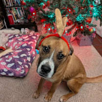 Thumbnail photo of Claus #4