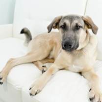 Thumbnail photo of Napoleon #2