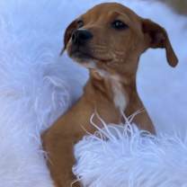 Thumbnail photo of Tom Jones ~ meet me! #4