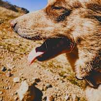 Thumbnail photo of Coco #1