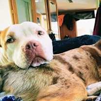 Thumbnail photo of Coco #2