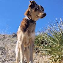 Thumbnail photo of Coco #3