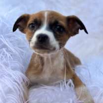 Thumbnail photo of Sugar Pie #2