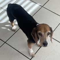 Thumbnail photo of Rosie #2