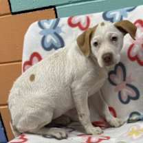 Thumbnail photo of SHADOW/URGENT #2