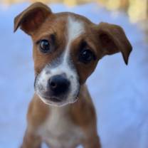 Thumbnail photo of Mud Pie #1