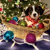 Thumbnail photo of Benny #1