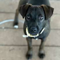 Thumbnail photo of Cardinal #4