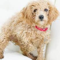 Thumbnail photo of Muffin #1