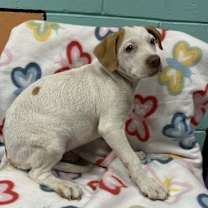 Thumbnail photo of SHADOW/URGENT #3