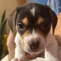 Thumbnail photo of Pork #1