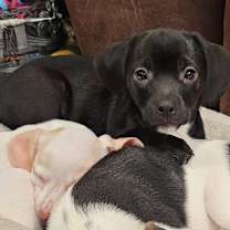 Thumbnail photo of Scallion #3