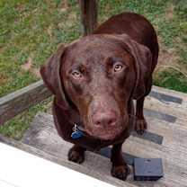 Thumbnail photo of Teddy #1