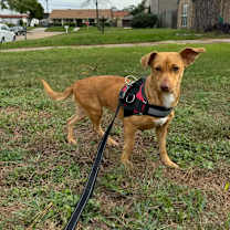 Thumbnail photo of Ms. Peanut #1