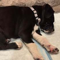 Thumbnail photo of Nisse #4