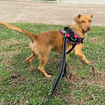 Thumbnail photo of Ms. Peanut #4