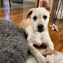 Thumbnail photo of Charm #2