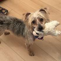 Thumbnail photo of Rabbit Race #1