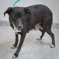 Thumbnail photo of Gemma #3