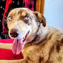 Thumbnail photo of Coco #4