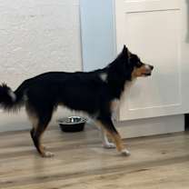 Thumbnail photo of Layla #3