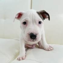 Thumbnail photo of Dobby #1