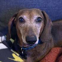 Thumbnail photo of Cass Festiva #1