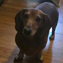 Thumbnail photo of Cass Festiva #3