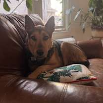 Thumbnail photo of Chloe #3