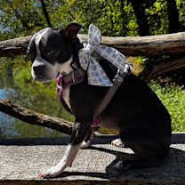 Thumbnail photo of Bindy Blue-4559NC #2