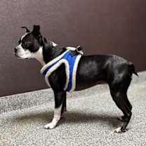 Thumbnail photo of Bindy Blue-4559NC #3