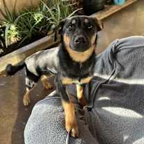 Thumbnail photo of Rocky B #3