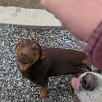 Thumbnail photo of Charley #2