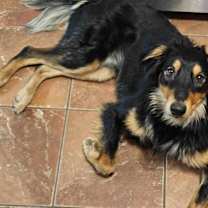 Thumbnail photo of Frenzy Benny #4