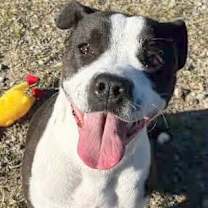 Thumbnail photo of NUTMEG/URGENT #3