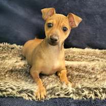 Thumbnail photo of Maizie #1