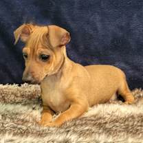 Thumbnail photo of Maizie #2