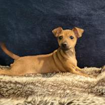 Thumbnail photo of Maizie #3