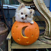 Thumbnail photo of Bubbles #2