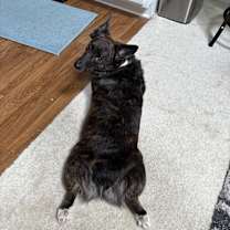 Thumbnail photo of Loki #1