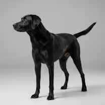 Thumbnail photo of Prince #2