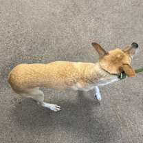 Thumbnail photo of Ophelia #2