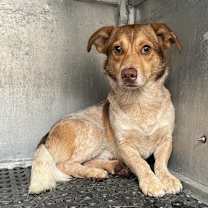 Thumbnail photo of Pinto #2