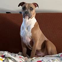 Thumbnail photo of Chester #2