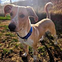 Thumbnail photo of Beazle #4