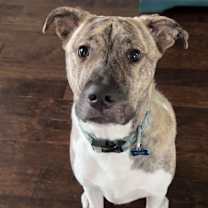 Thumbnail photo of Koa #1