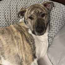 Thumbnail photo of Koa #2