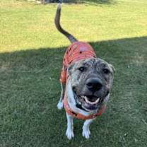 Thumbnail photo of Koa #3