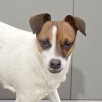 Thumbnail photo of Lucy #2