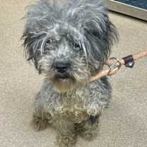 Thumbnail photo of Madeline- ADOPTED! #2